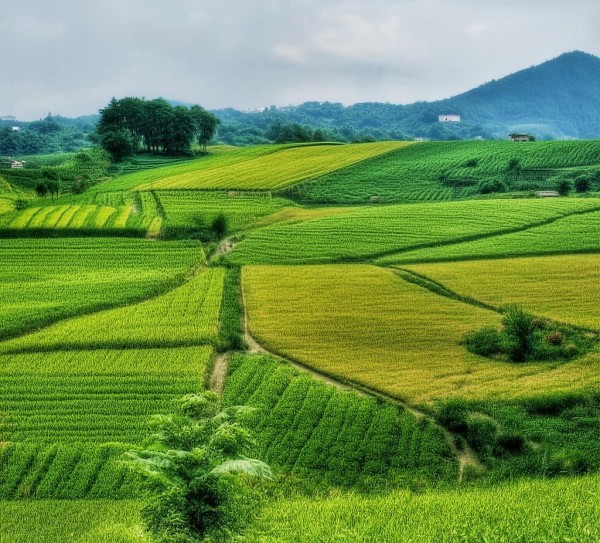 农村商贸服务体助力乡村振兴的创新之路