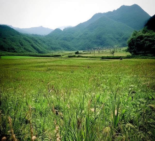 平和县柚都商贸城乡村振兴新引擎 平和县柚都商贸城乡村振兴新引擎